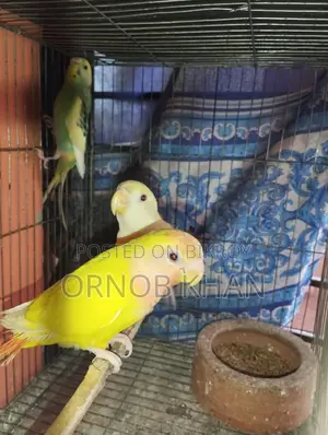 Love Bird Single Baby