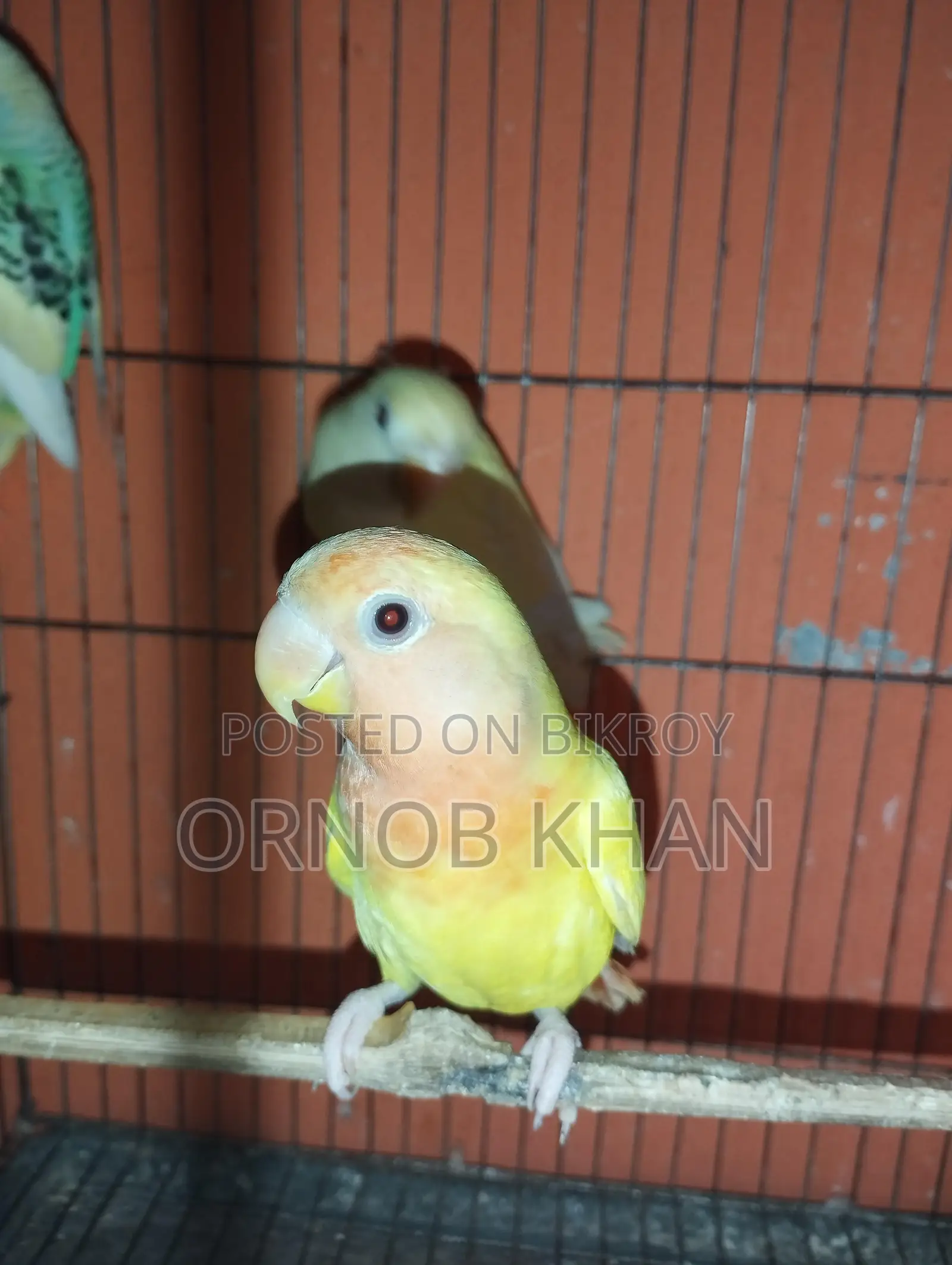 Love Bird Single Baby