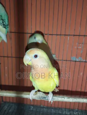 Love Bird Single Baby