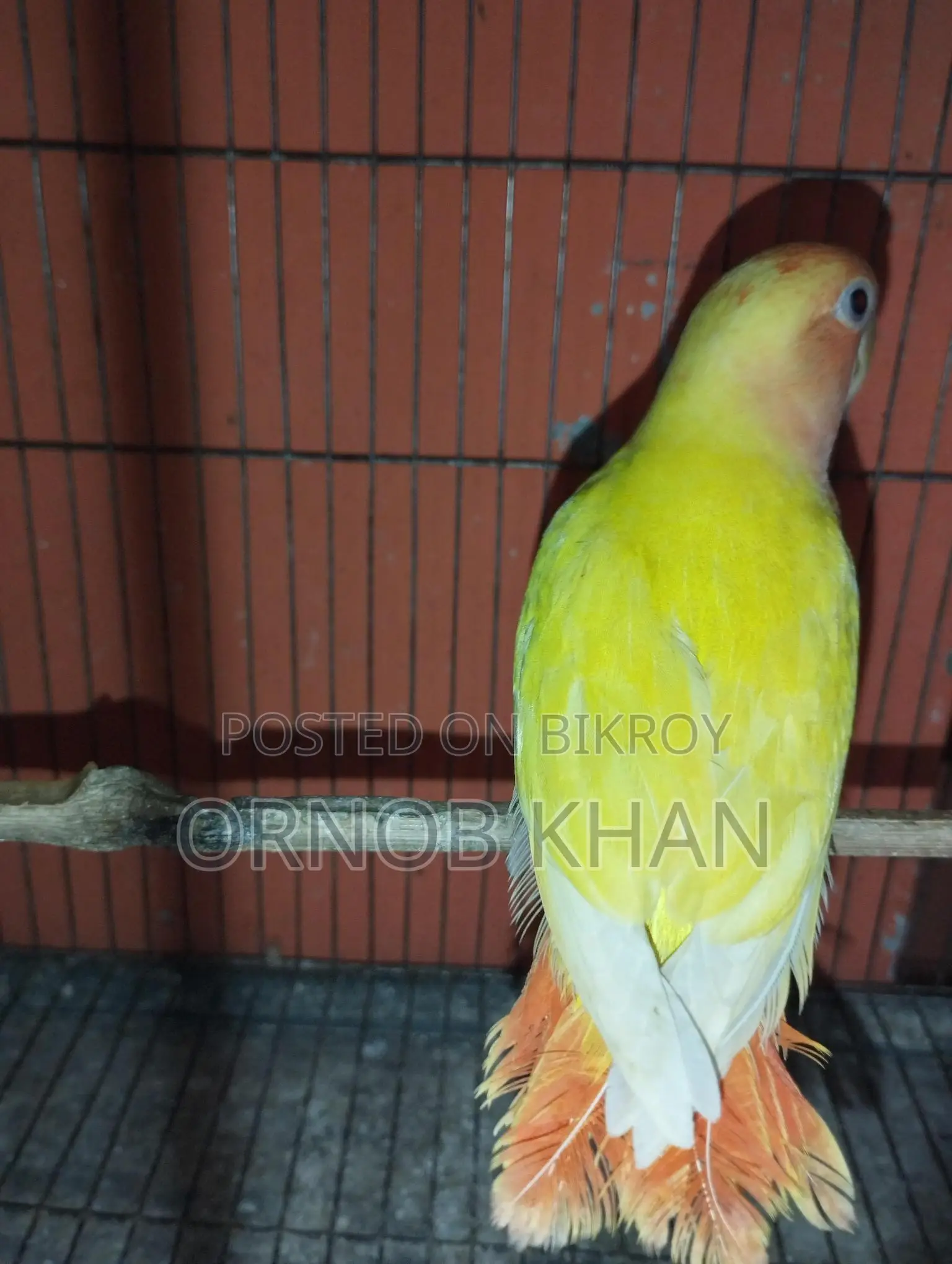 Love Bird Single Baby