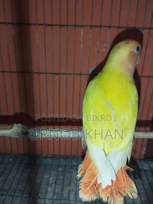 Love Bird Single Baby