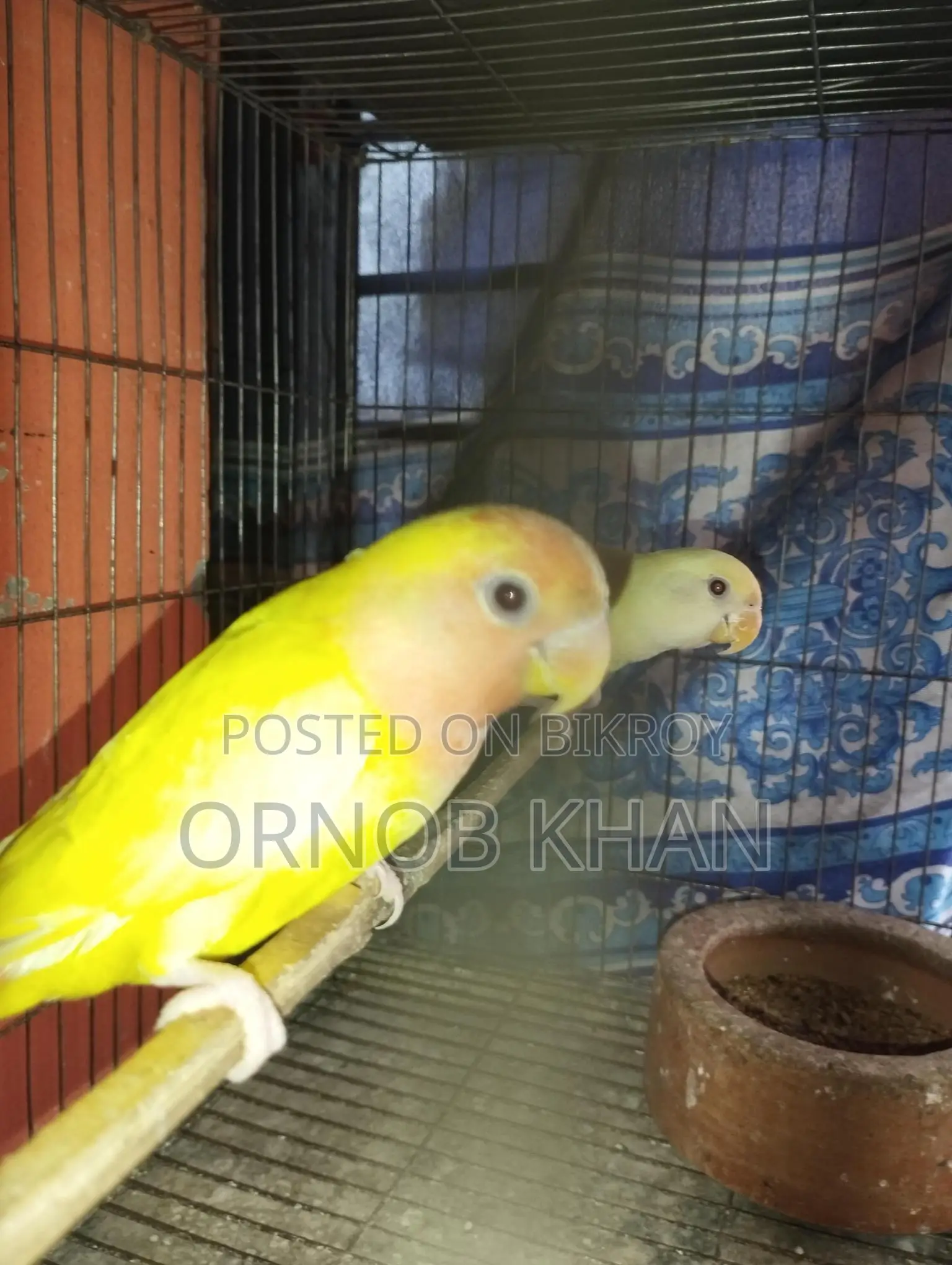 Love Bird Single Baby