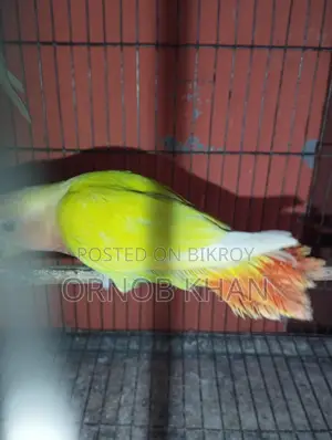 Love Bird Single Baby