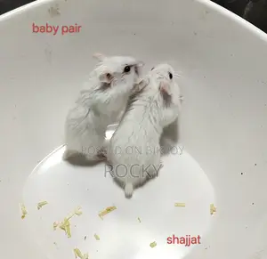 Dwarf Campbell Hamster Pair and Single Female Available