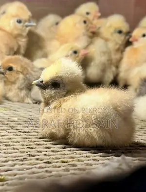 Silkie Chicken Chicks