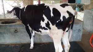 Buy High-Quality Cows (ID: 1147)