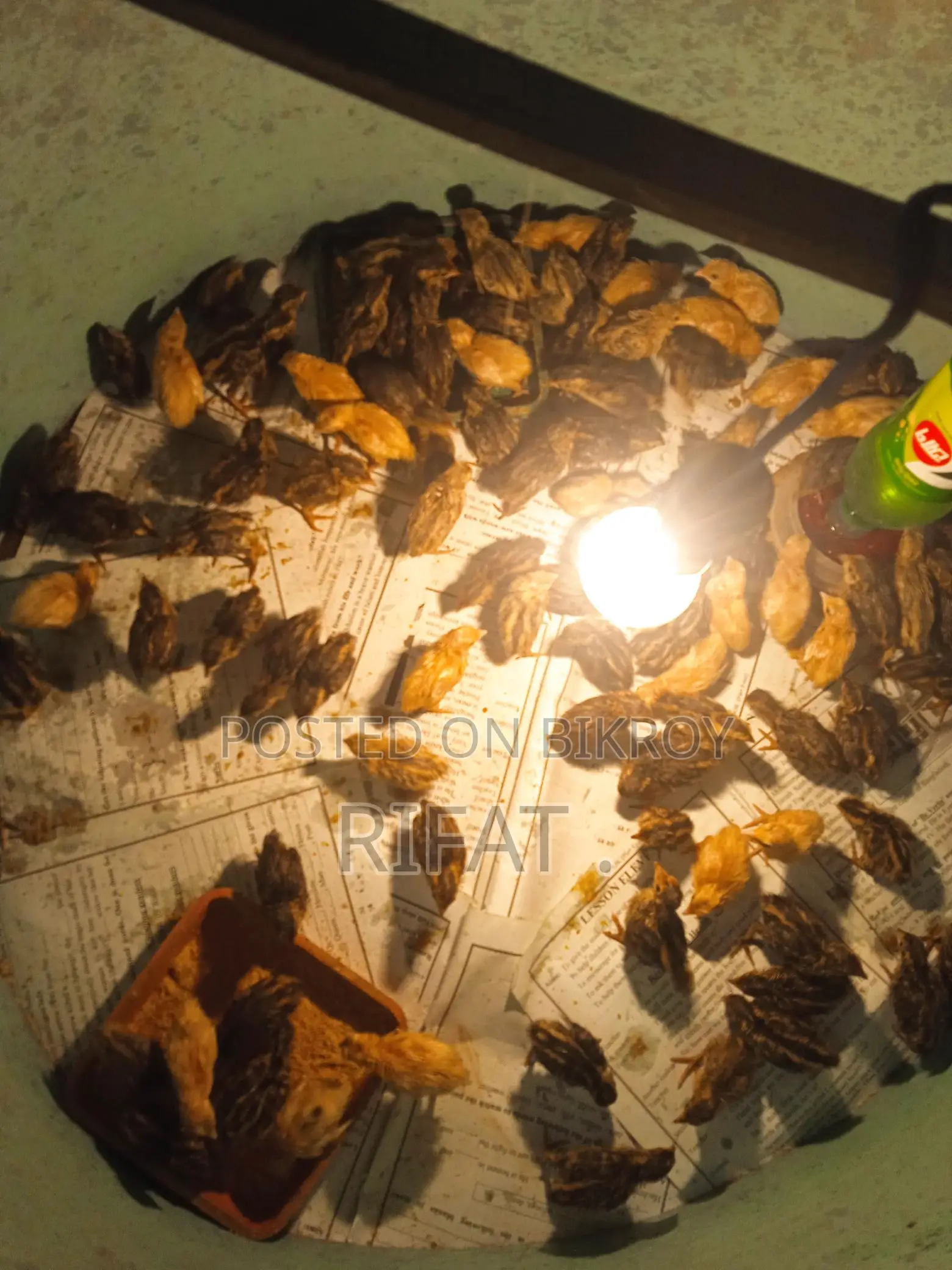কোয়েল পাখির বাচ্চা