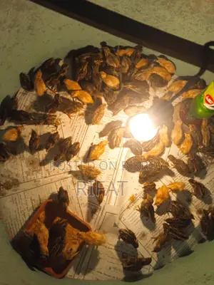 কোয়েল পাখির বাচ্চা