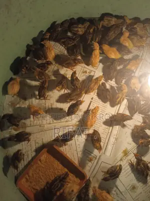 কোয়েল পাখির বাচ্চা