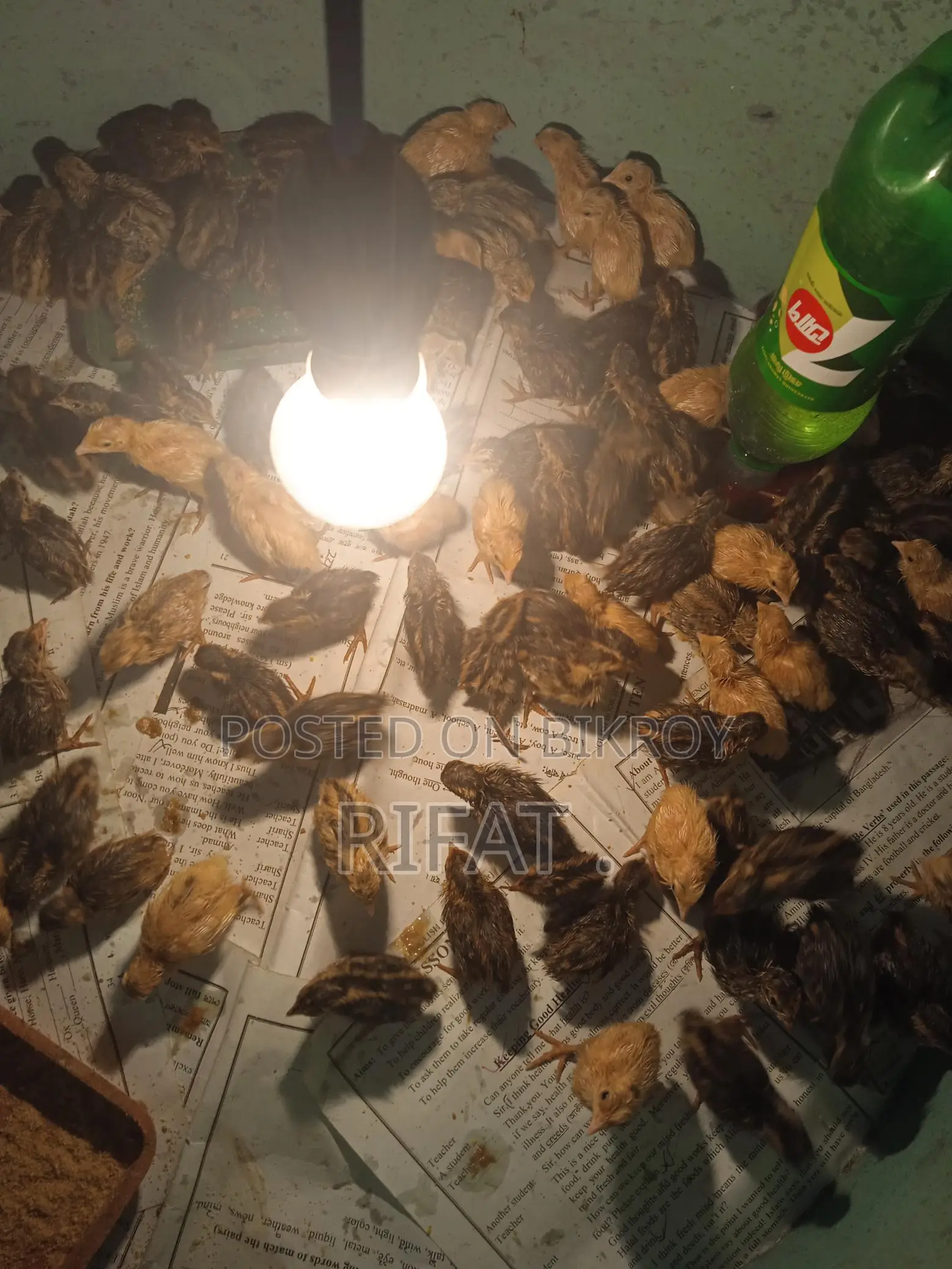 কোয়েল পাখির বাচ্চা
