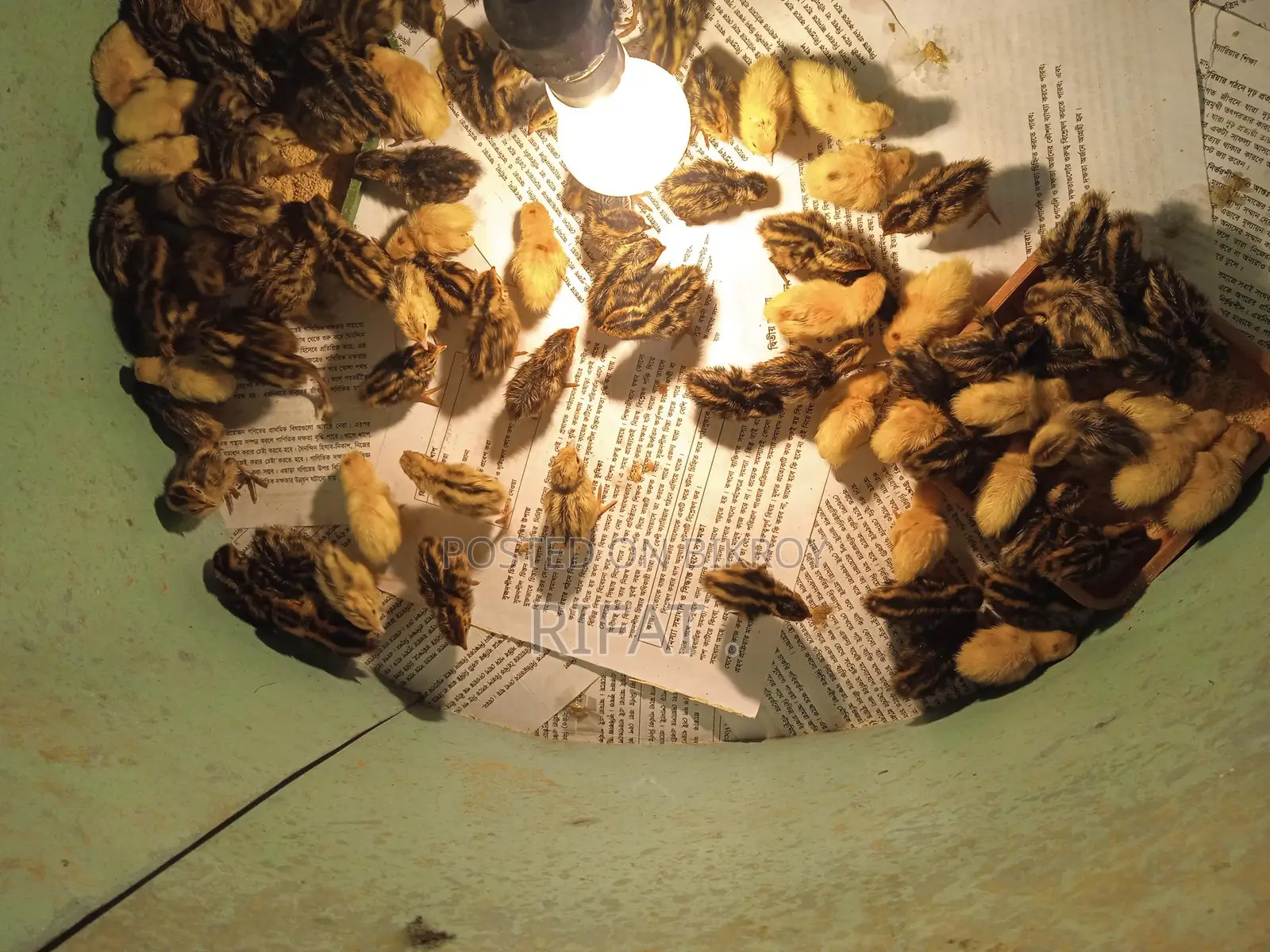 কোয়েল পাখির বাচ্চা