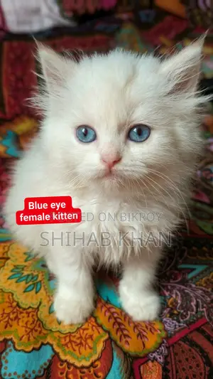 Blue Eye Female Kitten