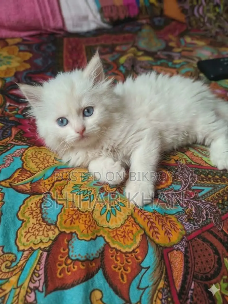 Blue Eye Female Kitten