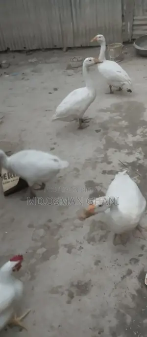 Royal Duck
