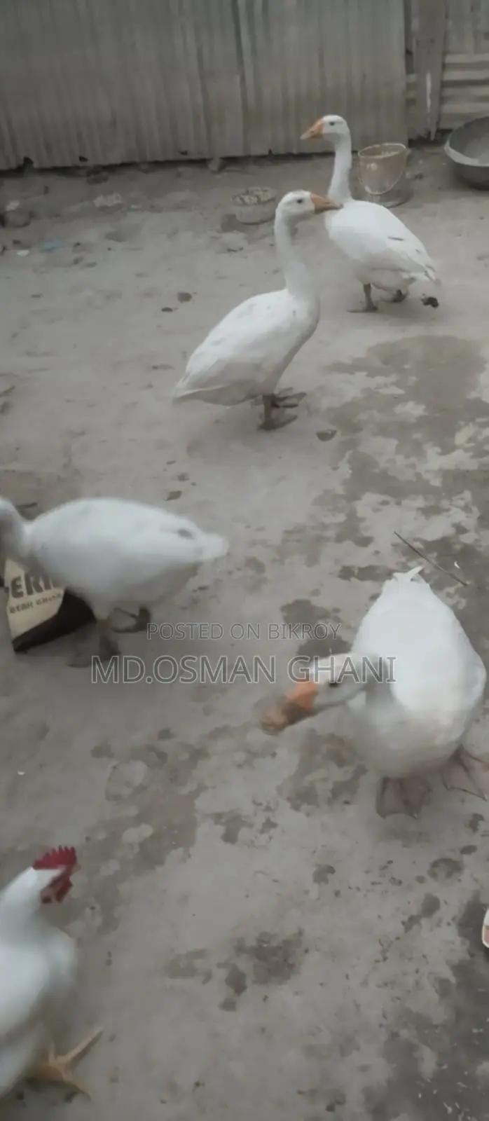 Royal Duck