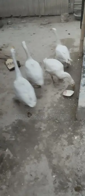 Royal Duck
