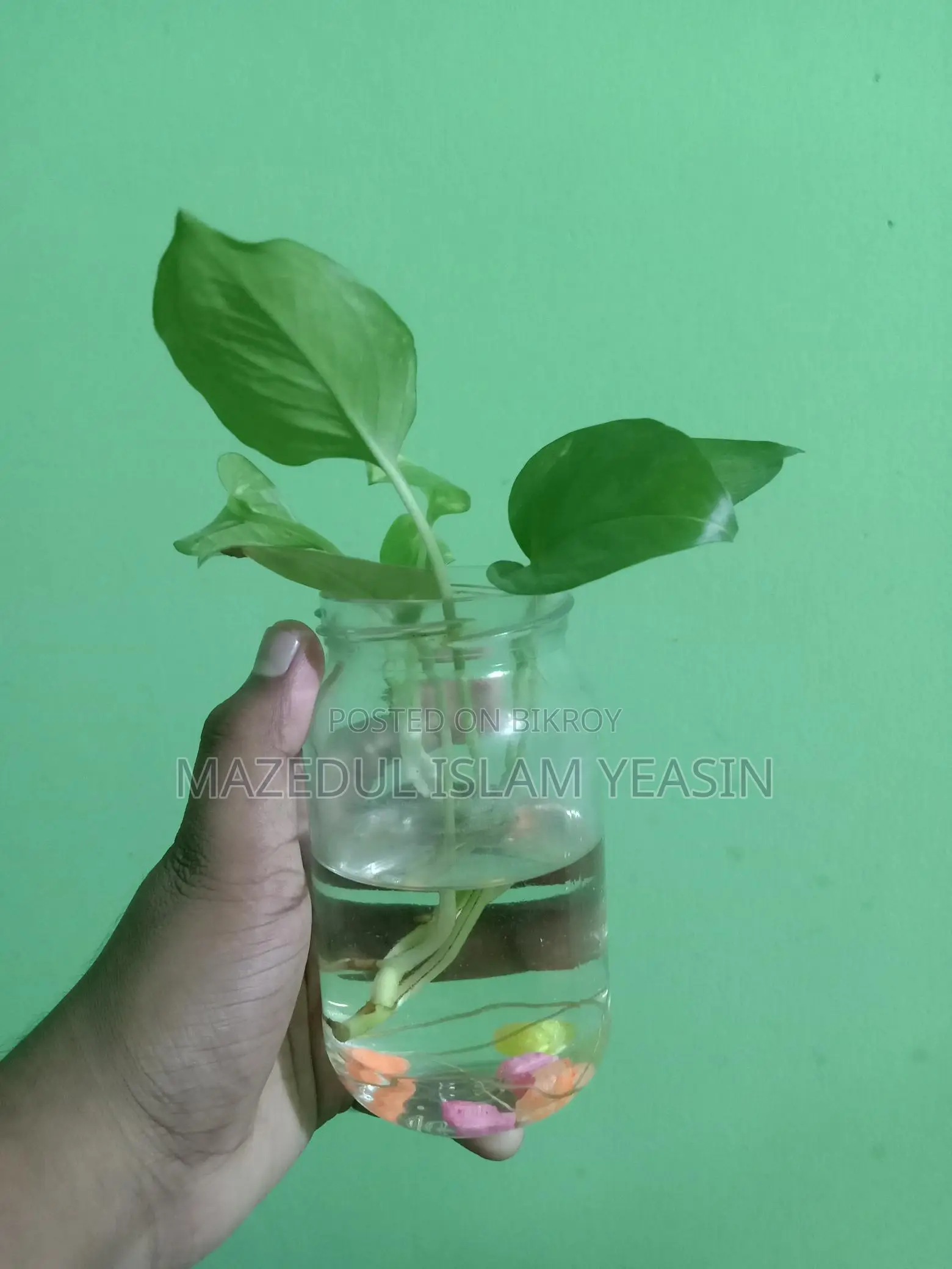 মানিপ্ল্যান্ট গাছ