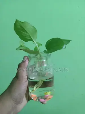 Money Plant