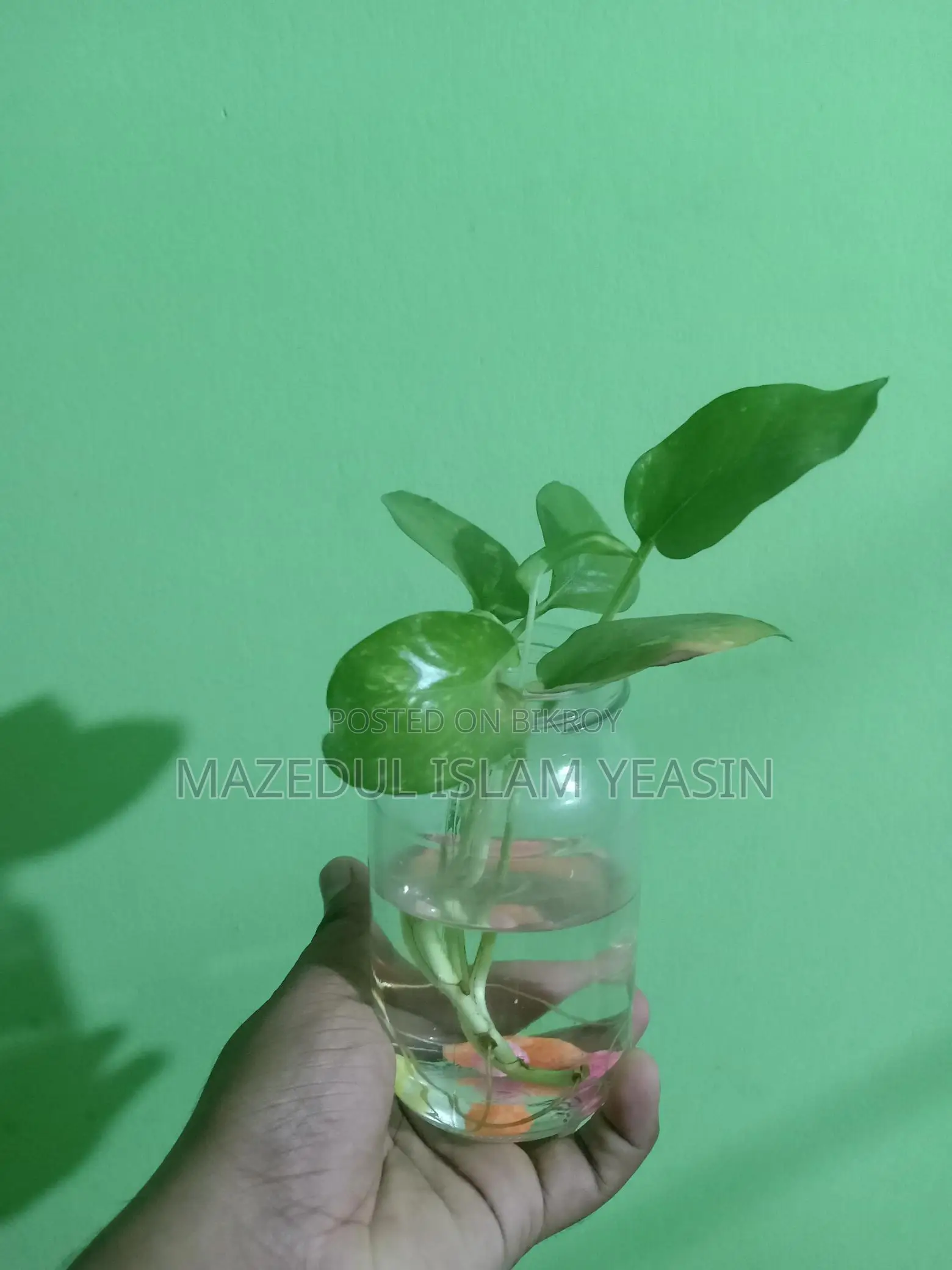 মানিপ্ল্যান্ট গাছ