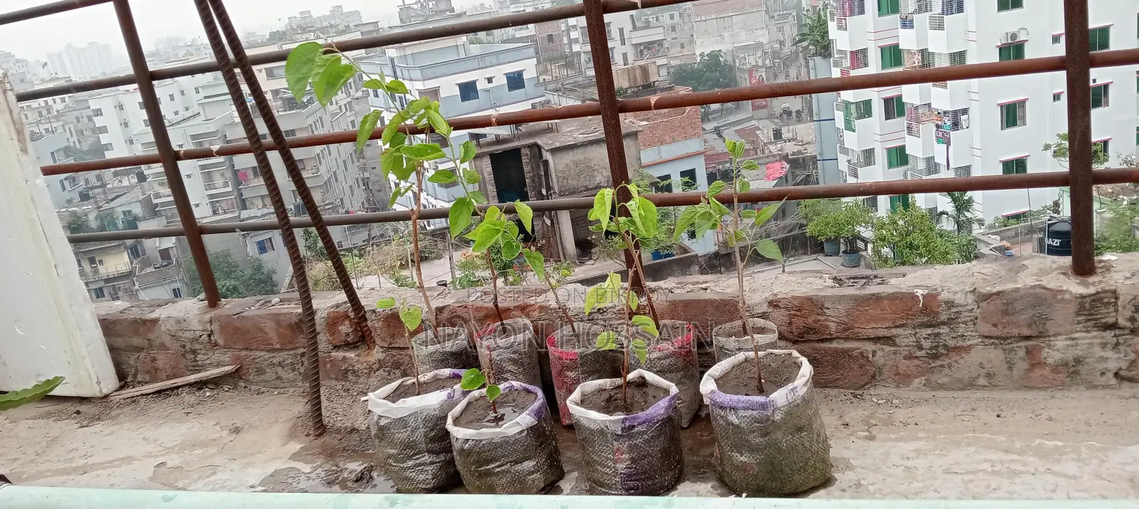 Mulberry Fruit Sapling