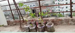 Mulberry Fruit Sapling