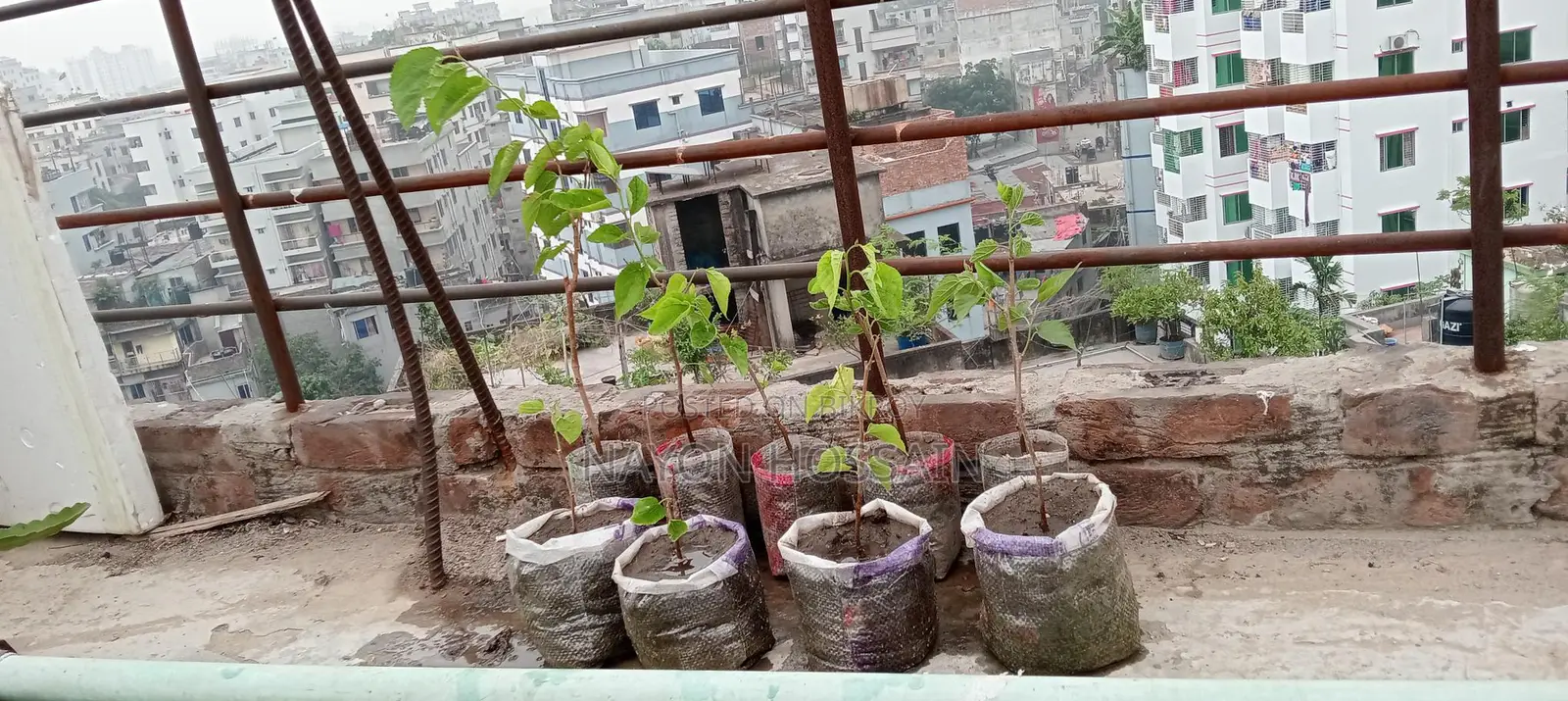 Mulberry Fruit Sapling