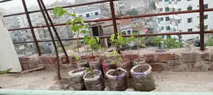 Mulberry Fruit Sapling