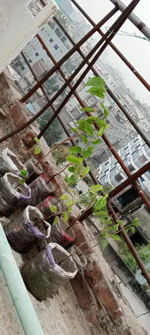 Mulberry Fruit Sapling