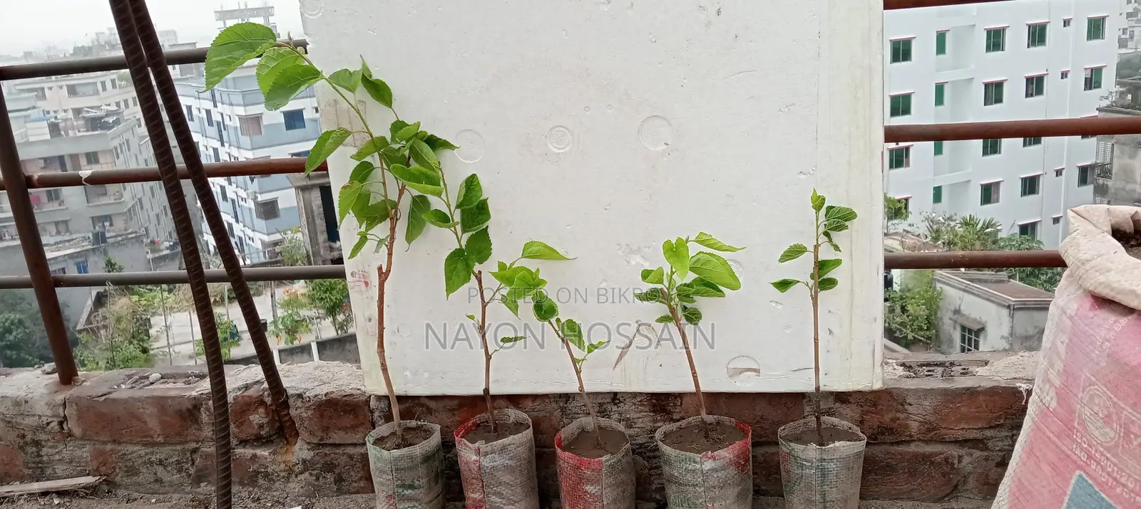 Mulberry Fruit Sapling