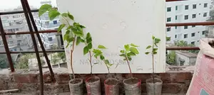 Mulberry Fruit Sapling