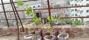 Mulberry Fruit Sapling