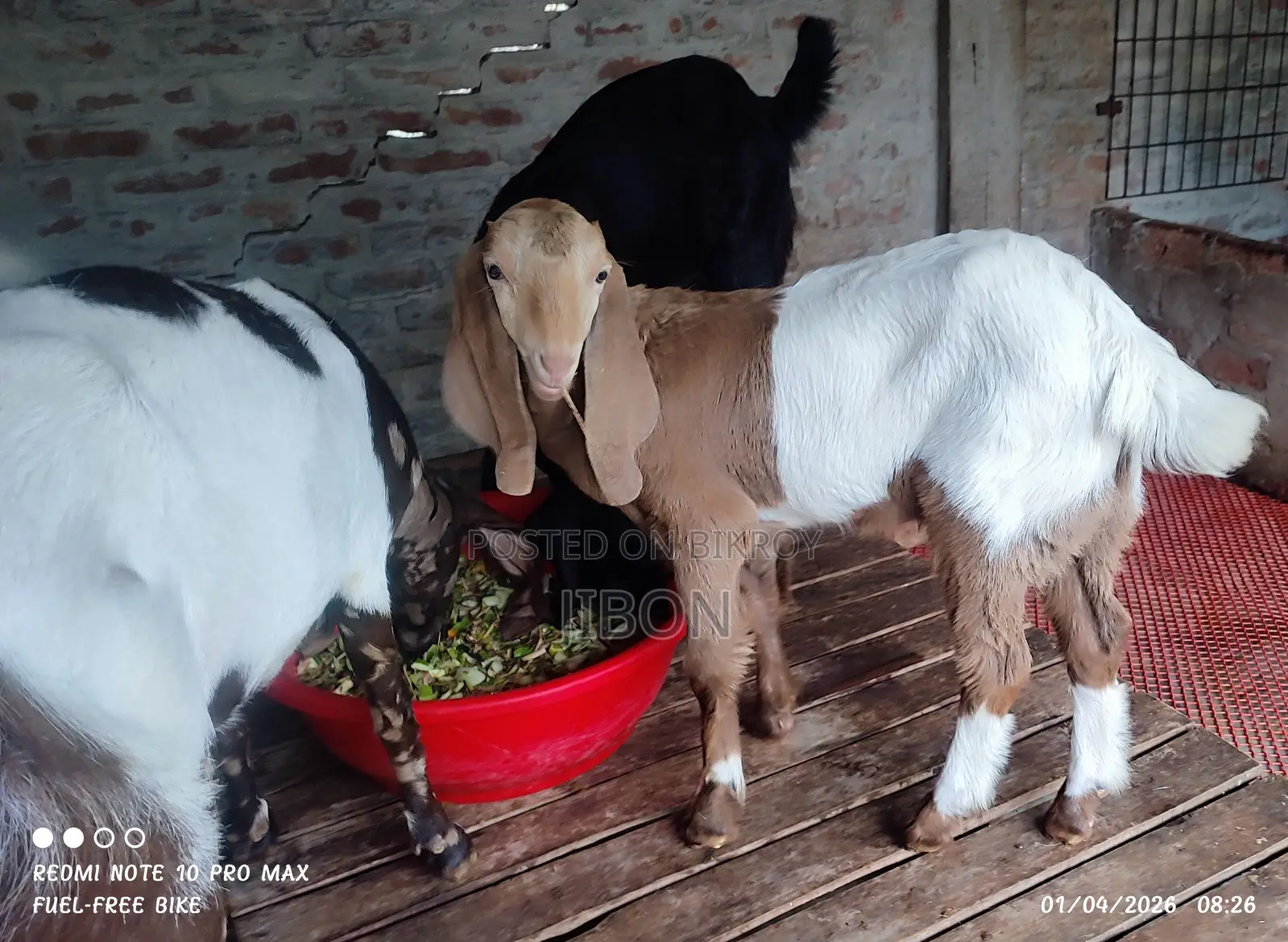 Crossbreed Goat