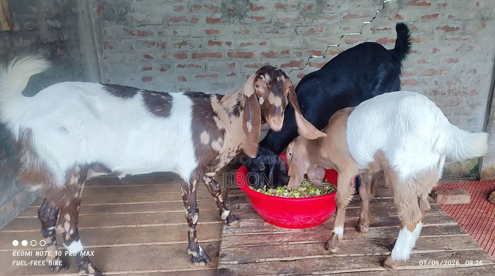 Crossbreed Goat
