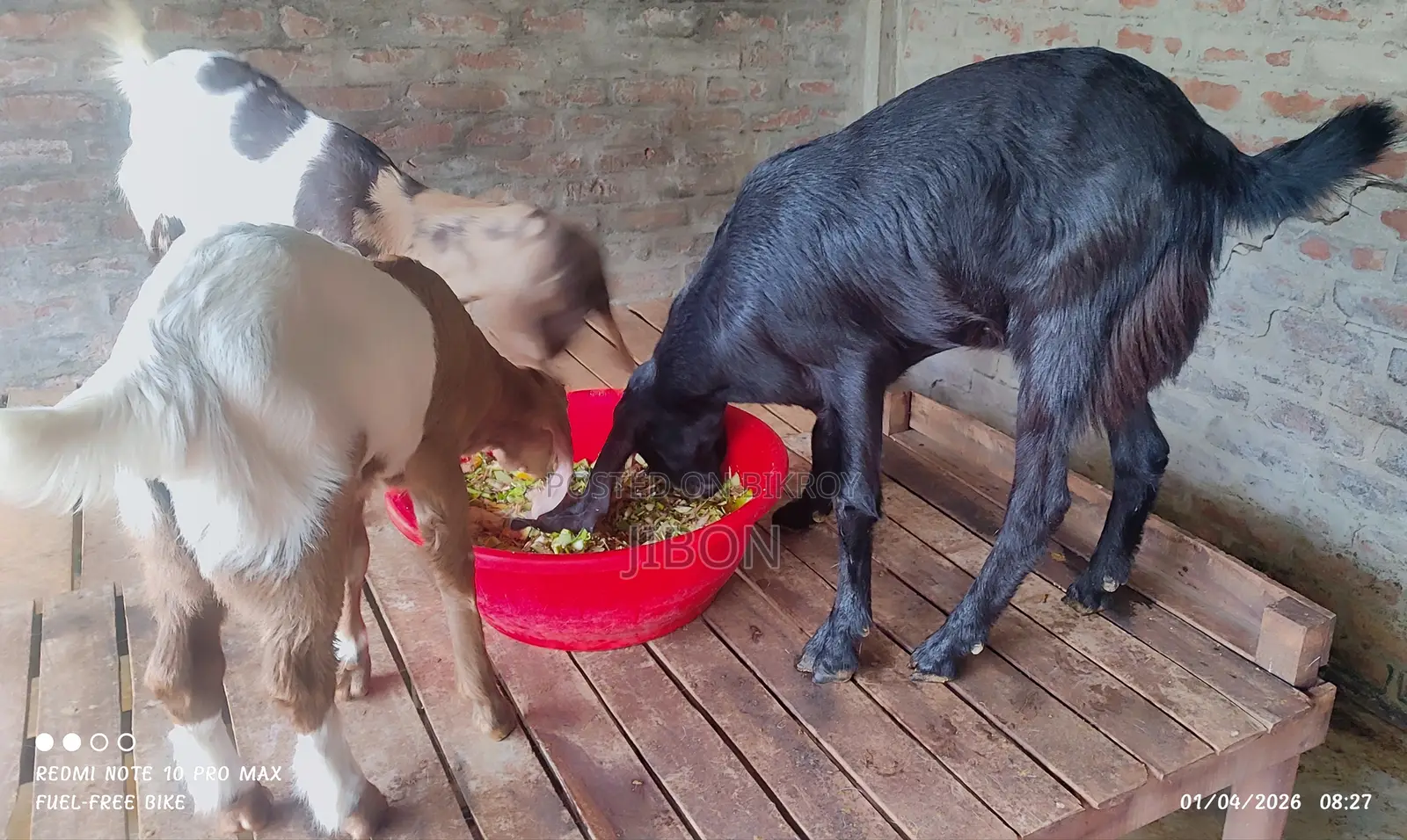 Crossbreed Goat