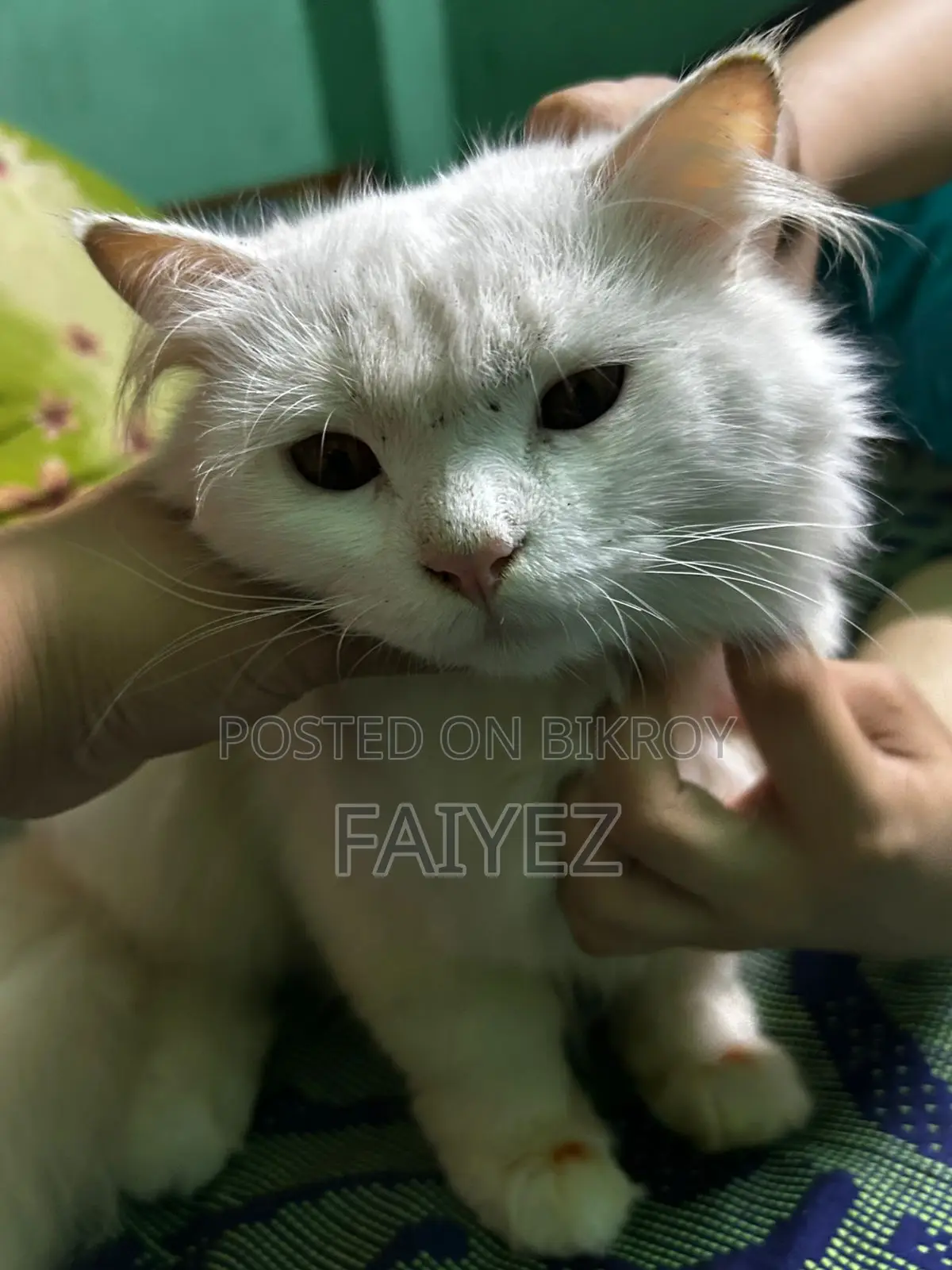 Persian Cat