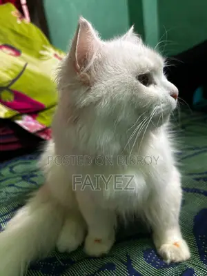Persian Cat
