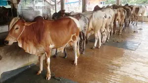10 Selected Bull Calves (Item No. 1159)