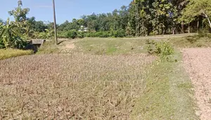 Roadside Land, Clear Documents