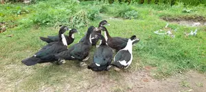 3-Month-Old Chinese Ducks