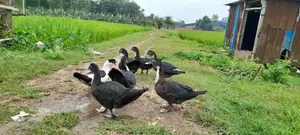 3-Month-Old Chinese Ducks