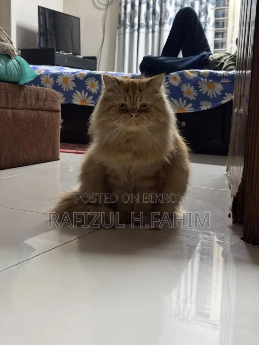পার্সিয়ান জিঞ্জার মেল বিড়াল