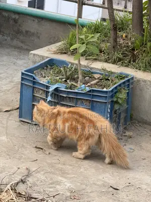 পার্সিয়ান জিঞ্জার মেল বিড়াল