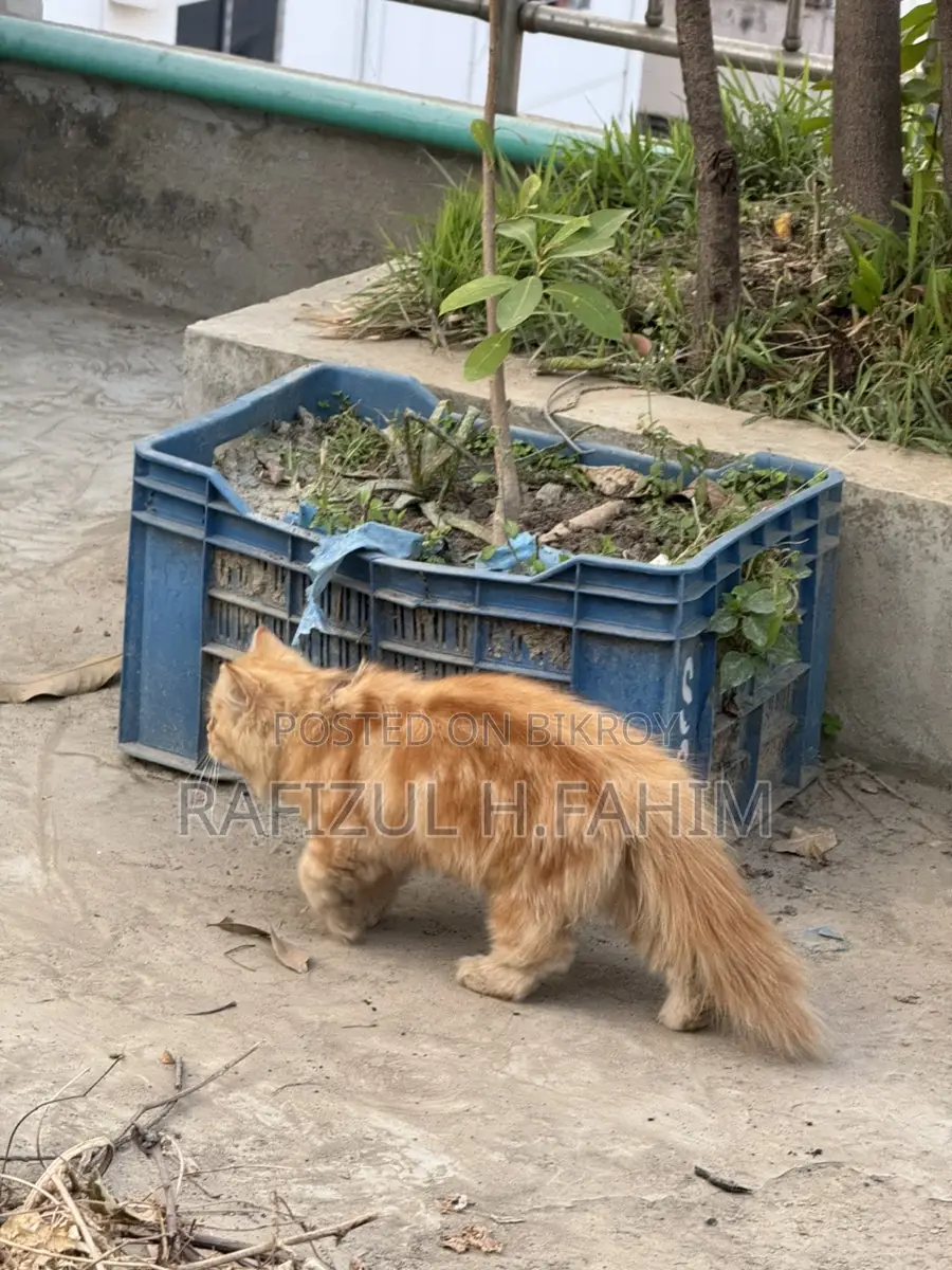 পার্সিয়ান জিঞ্জার মেল বিড়াল