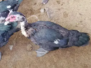 Chinese Duck