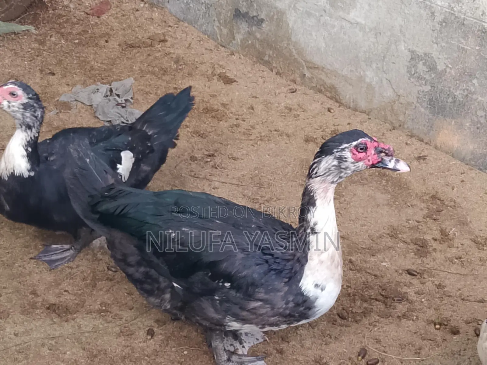 Chinese Duck
