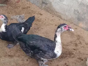 Chinese Duck