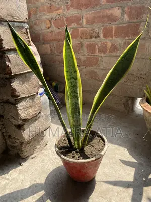 Snake Plant