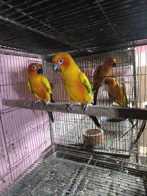 Sun Conure