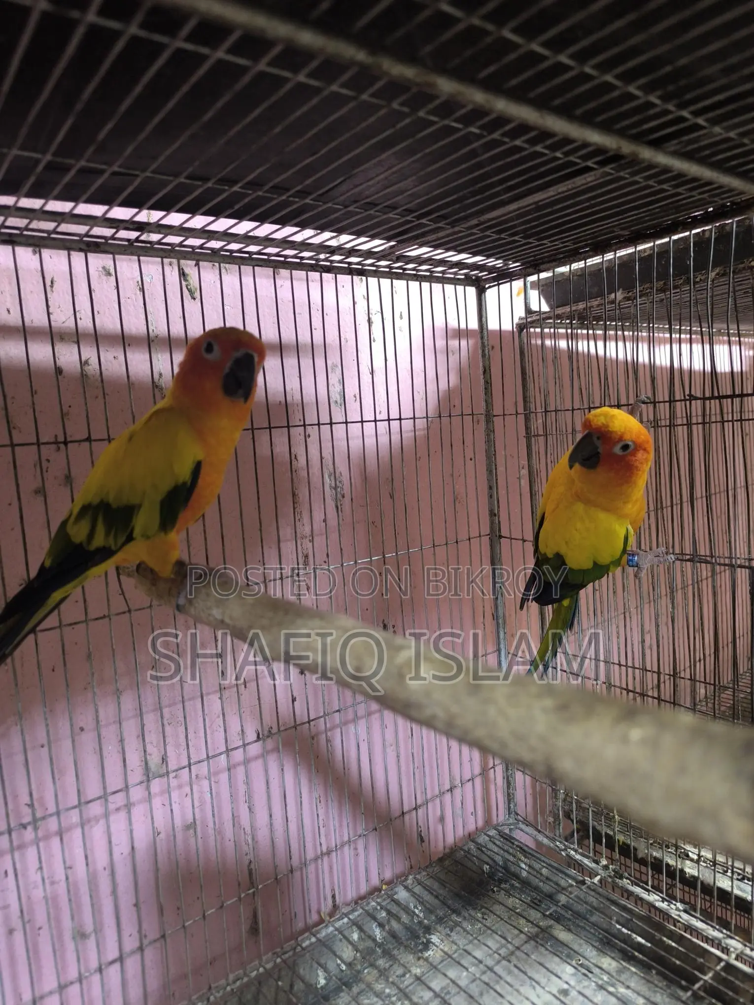 Sun Conure