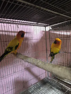 Sun Conure
